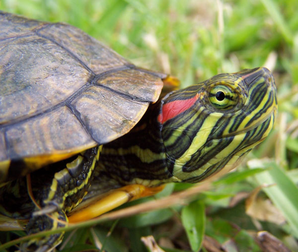 Turtle,Red-eared_Slider.jpg