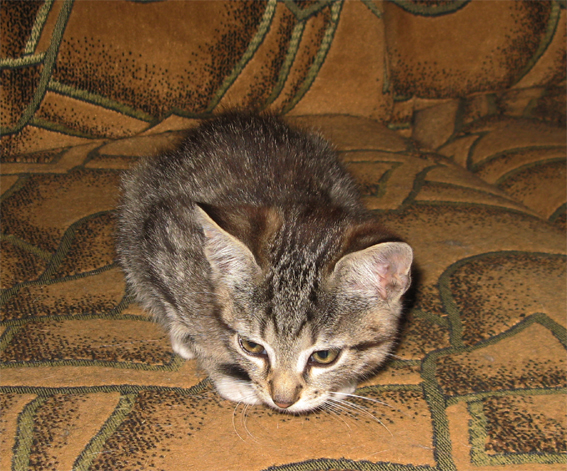 cat2.jpg