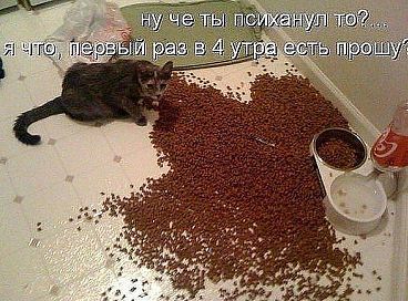 Кошки.jpg