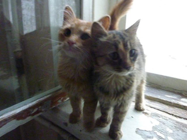 cat8.jpg