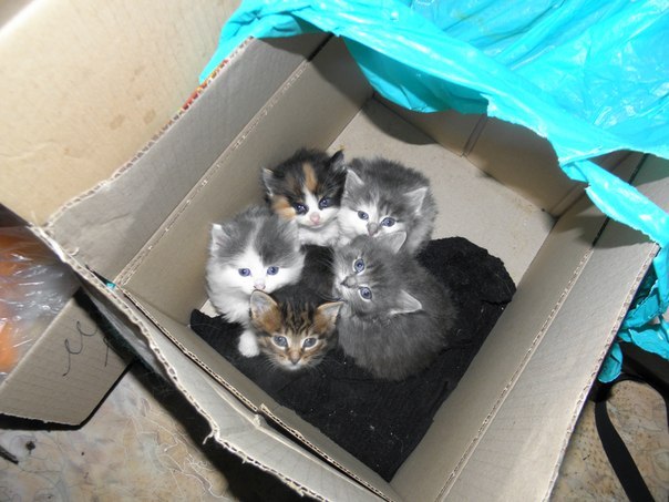 котята1.jpg