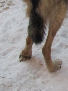 Лапа 1.JPG