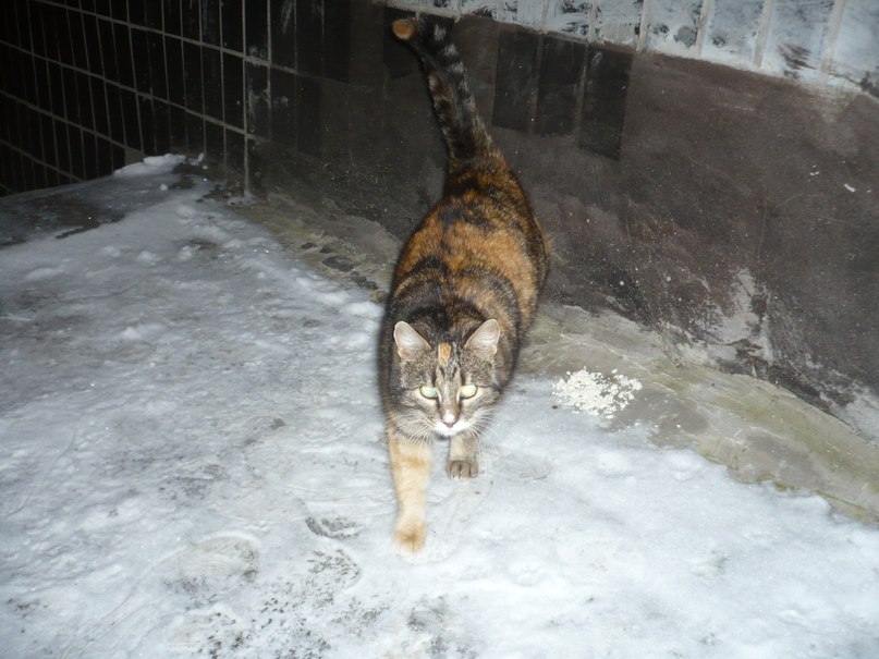 кошечка возле дома.jpg