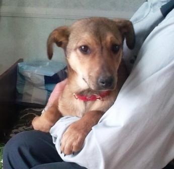 Рыженятко 2.jpg