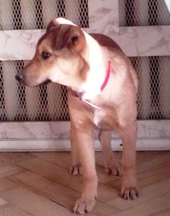 Рыженятко 5.jpg