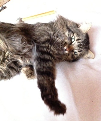 IMG_6666котяра.JPG