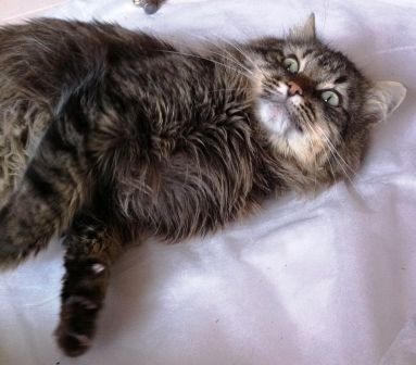 IMG_6669котяра.JPG