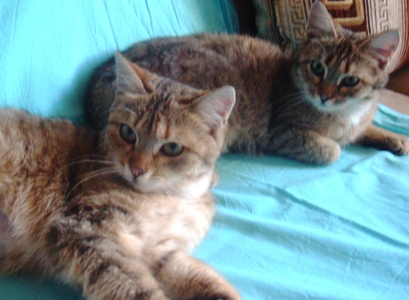 DSC04203 - копия.JPG
