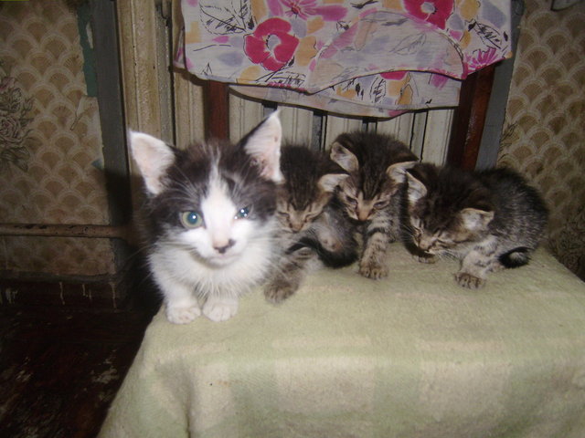 котята1.JPG