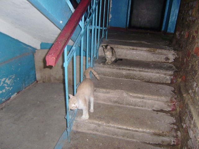 рыжий и кош6мес.JPG