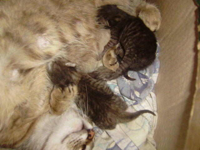 мама и котята.JPG