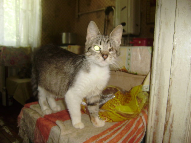маркиза.JPG