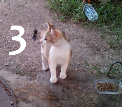 3 трехцветка2.jpg