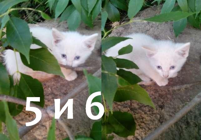 5 и 6 Два белых.jpg