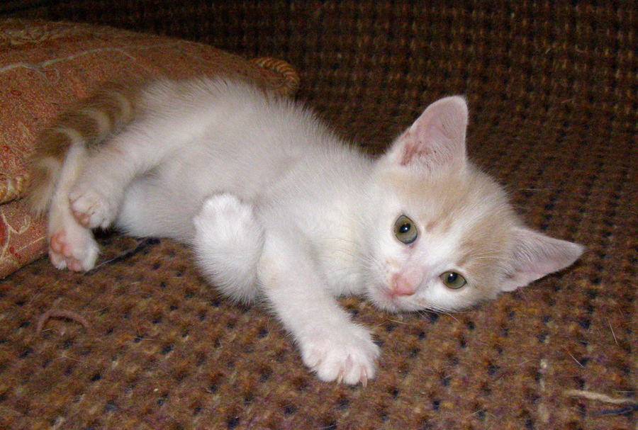 Persik_4.jpg