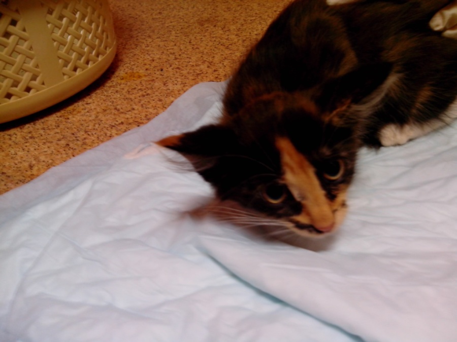 IMG_20130803_103559.jpg