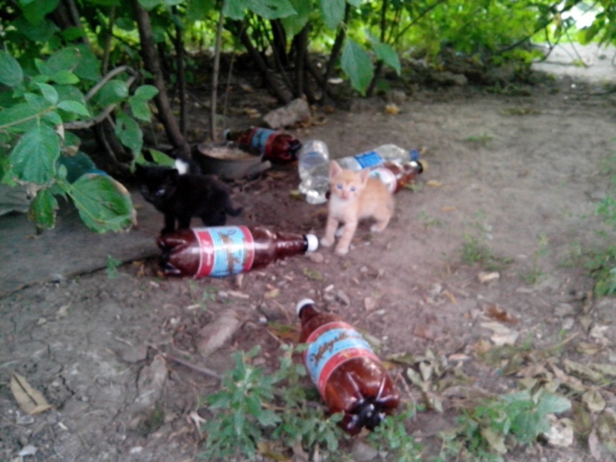 IMG_20130811_200454.jpg