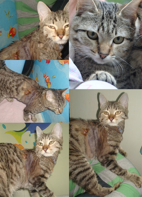 шпунтик.jpg (236.47 КБ) Просмотров: 5435 шпунтик.jpg