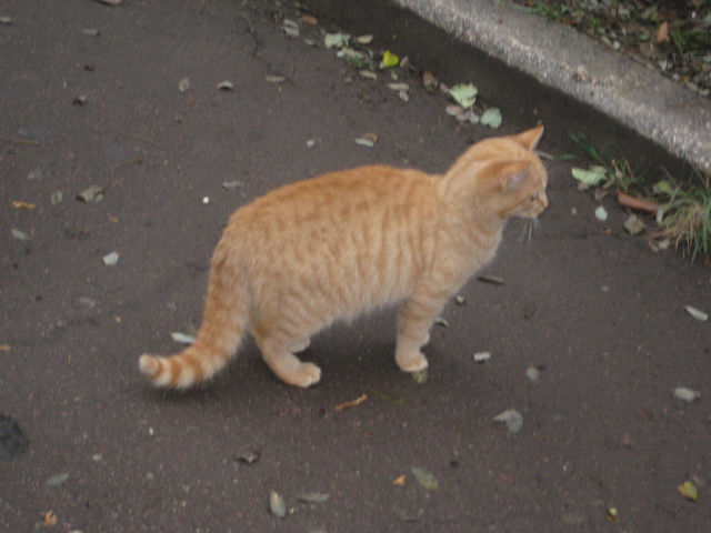 getImage (60).jpg