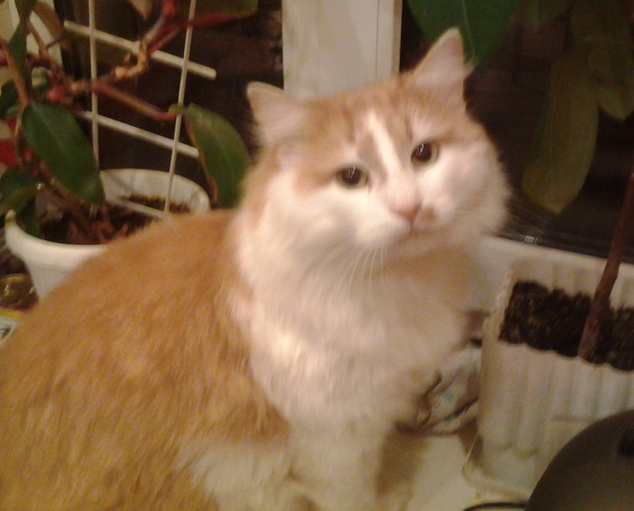 cat rudy cut 900x900.jpg