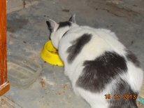 кошка 1.JPG