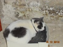 кошка 2.JPG