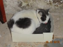 кошка 3.JPG