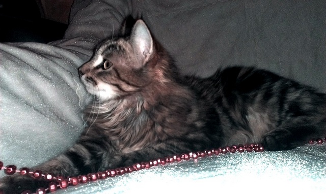 IMAG0378.jpg