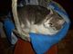 kiev_leshik-molodoy-kotik-v-dobrye-ruki--8b05-1389052054105989-5-small.jpg