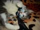 kiev_leshik-molodoy-kotik-v-dobrye-ruki--8b05-1389052054105989-8-small.jpg