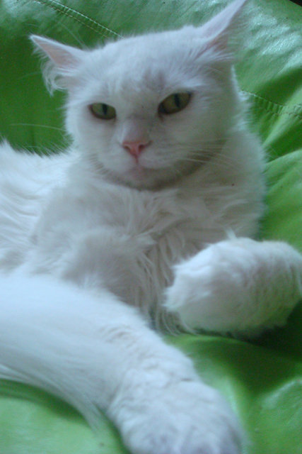 DSC03554.jpg
