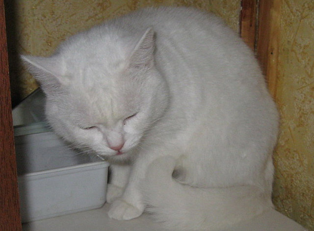 sh_0181n.jpg