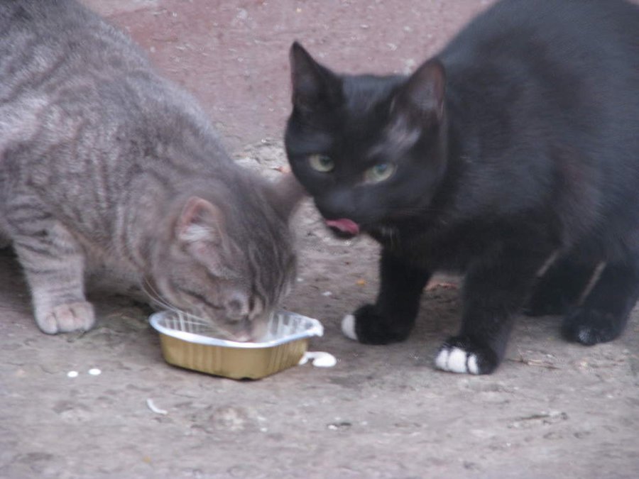 image.jpg