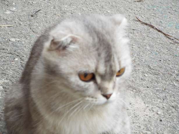 142404903_1_644x461_pribludilas-koshka-harkov.jpg