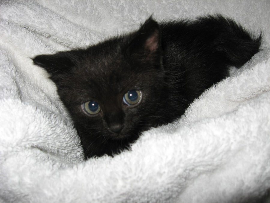 IMG_3980.JPG (133.23 КБ) Просмотров: 2762 IMG_3980.JPG