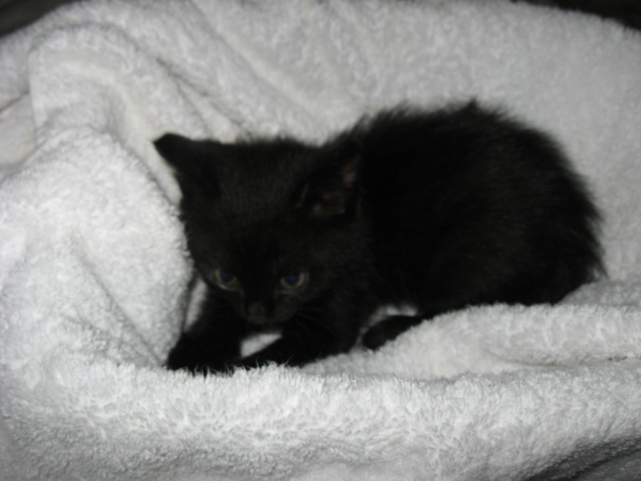 IMG_3981.JPG (97.47 КБ) Просмотров: 2762 IMG_3981.JPG