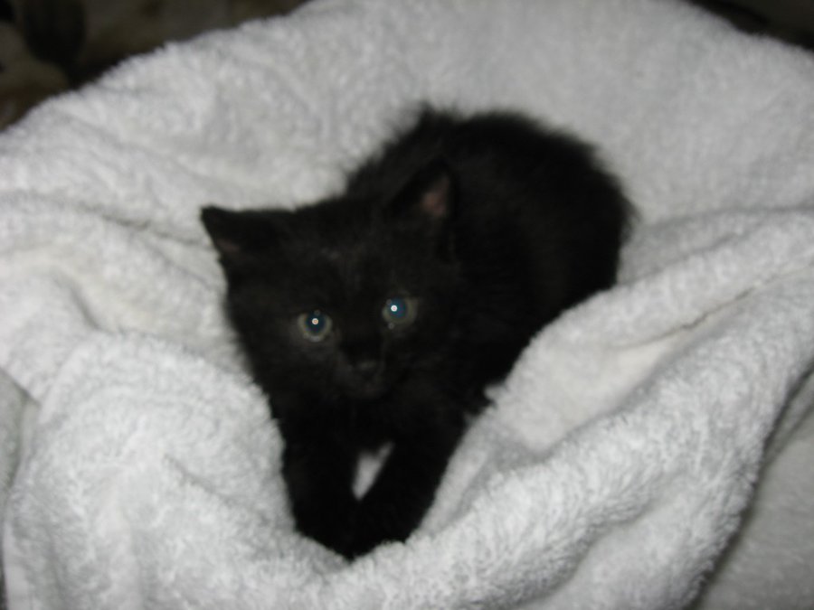 IMG_3982.JPG (83.27 КБ) Просмотров: 2762 IMG_3982.JPG