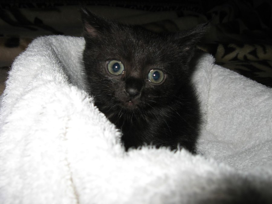 IMG_3983.JPG (111.95 КБ) Просмотров: 2762 IMG_3983.JPG