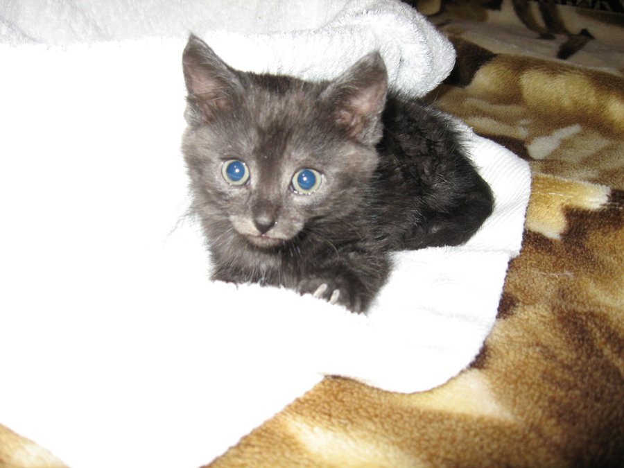 IMG_3985.JPG (123.82 КБ) Просмотров: 2762 IMG_3985.JPG