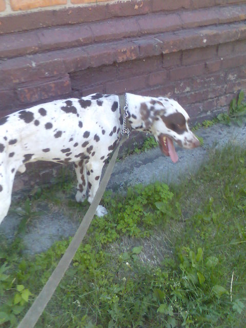 фотопесище.jpg (296.98 КБ) Просмотров: 1735 фотопесище.jpg