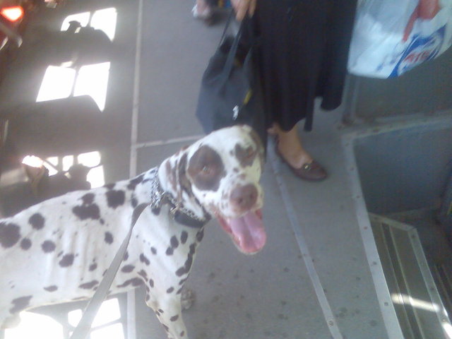 фотопесик.jpg (184.86 КБ) Просмотров: 1734 фотопесик.jpg