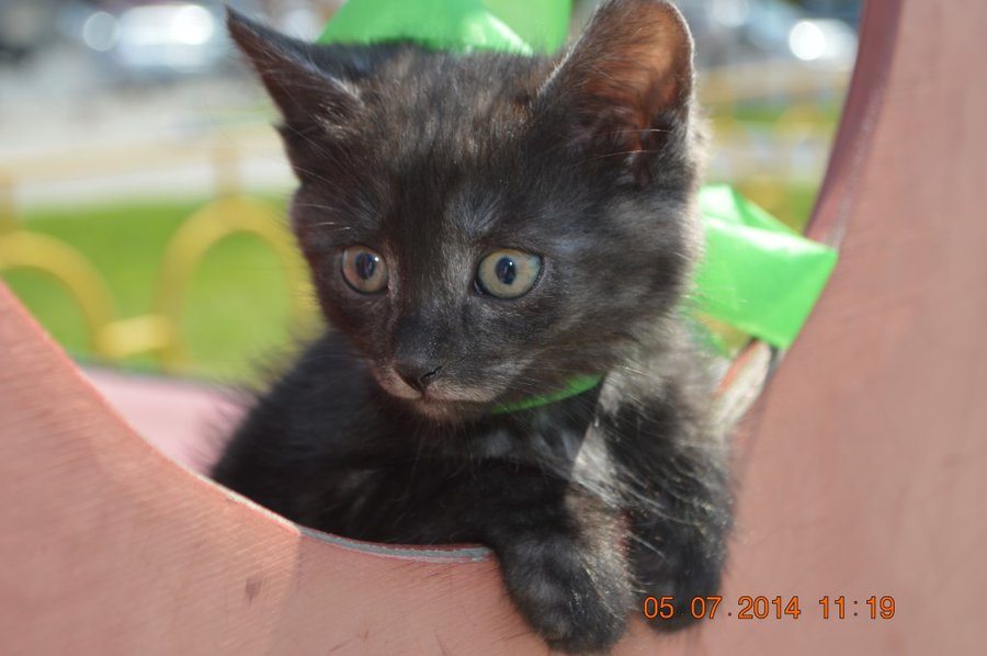 DSC_0369.jpg (97.53 КБ) Просмотров: 2730 DSC_0369.jpg