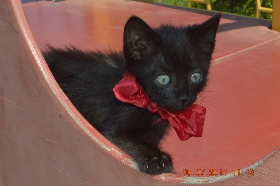 DSC_0331.jpg (114.98 КБ) Просмотров: 2730 DSC_0331.jpg