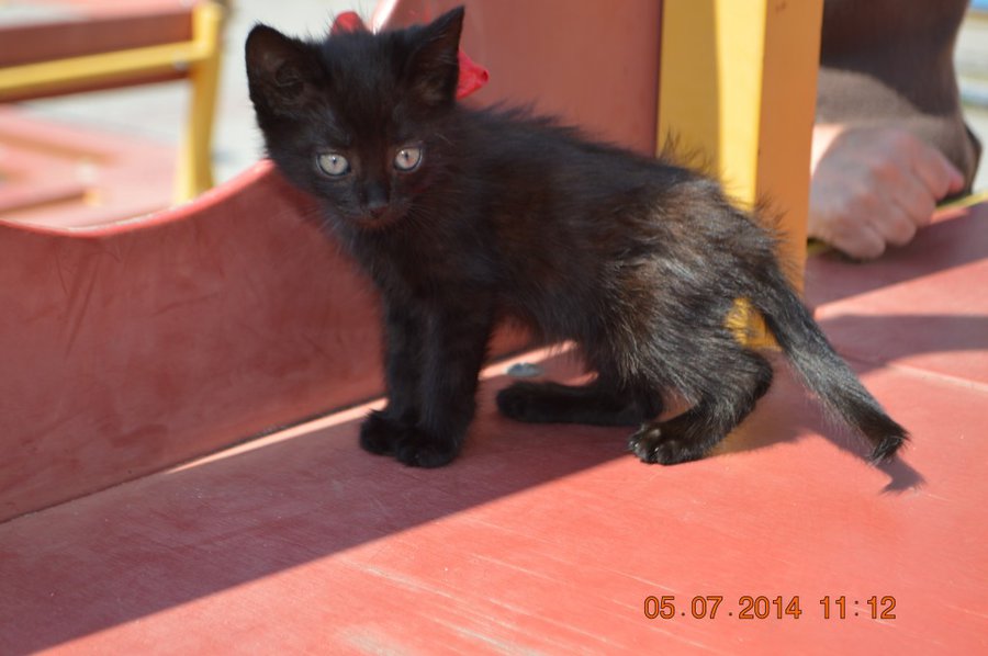 DSC_0317.jpg (102.35 КБ) Просмотров: 2730 DSC_0317.jpg