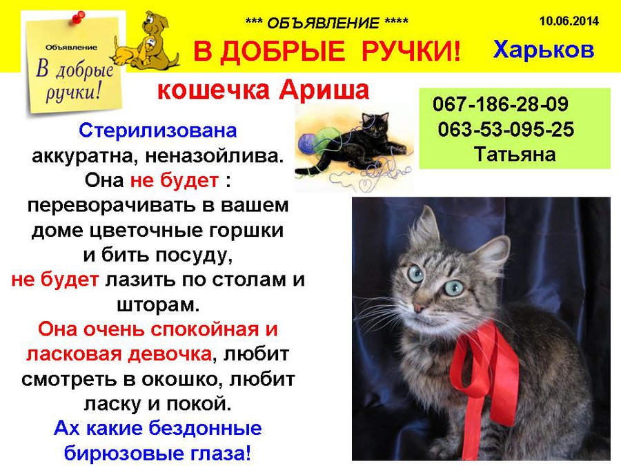 през_ариша.jpg