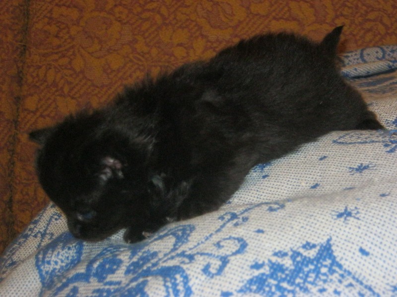 IMG_1662a.jpg