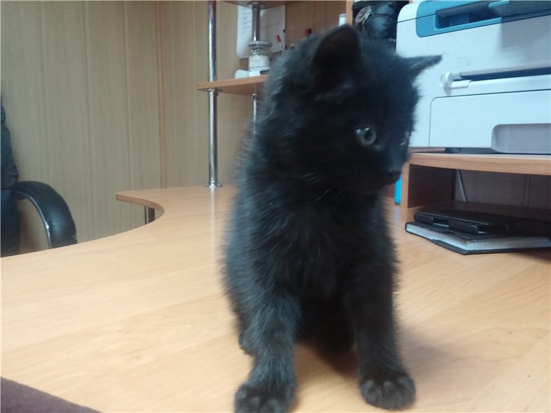 котенок3.jpg