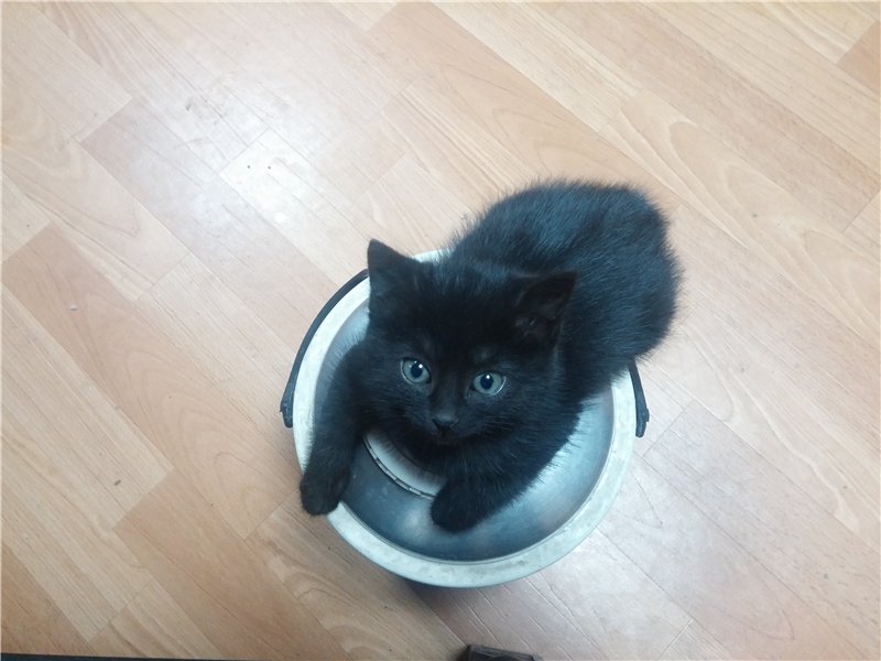 котенок1.jpg