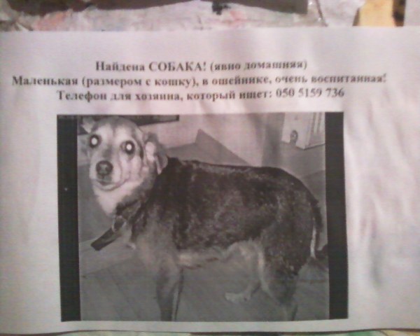 Найдена собака.jpg