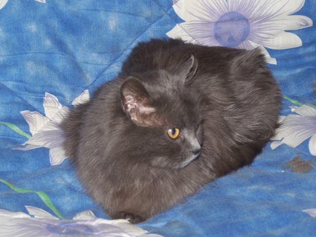 Наоми 2.JPG